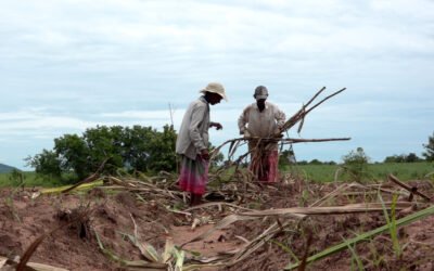 Structural Adjustment of Women’s Labour in Agriculture in Sri Lanka  Buddhima Padmasiri