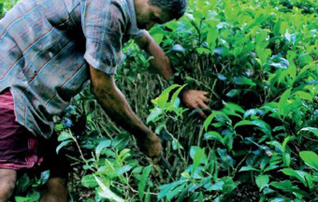 Tea Smallholders in Sri Lanka’s Organic Fertiliser Crisis Kaushini Dammalage