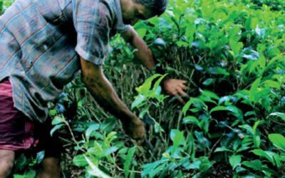 Tea Smallholders in Sri Lanka’s Organic Fertiliser Crisis Kaushini Dammalage